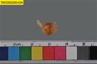 藏品(短指和尚蟹)的圖片